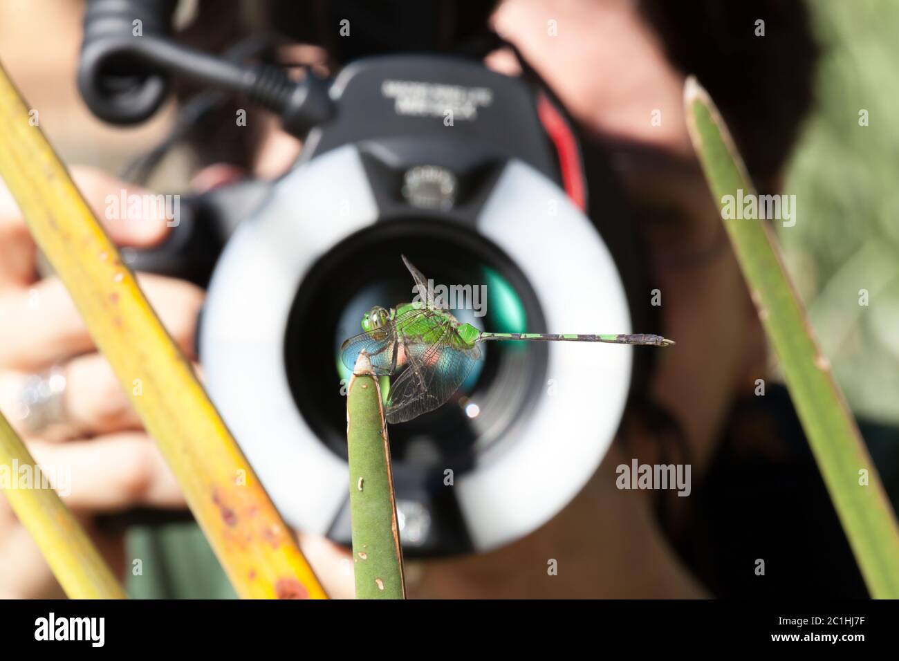 Dragonfly wurde mit einem Makroobjektiv und Ringblitz fotografiert Stockfoto