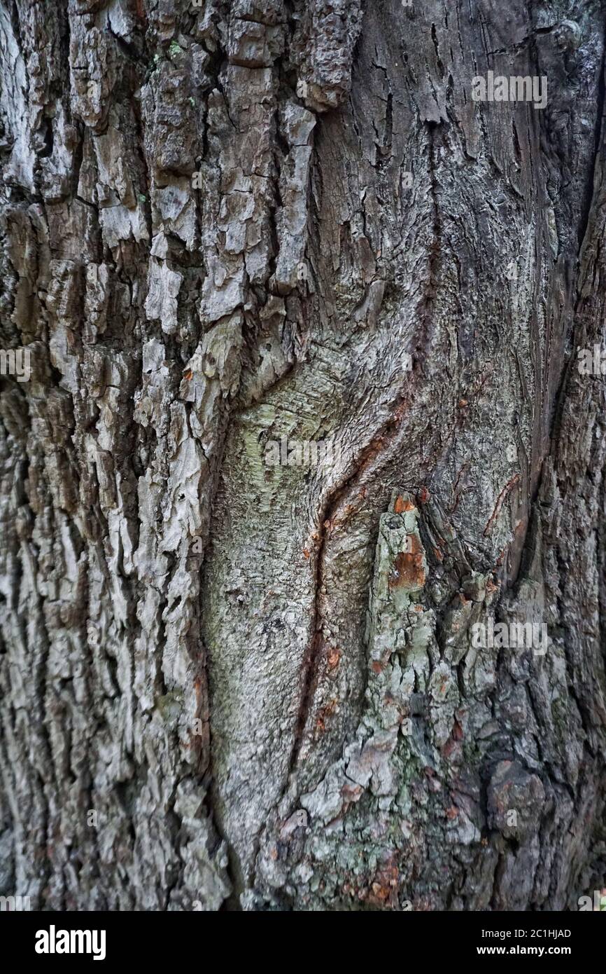 Strukturmuster des Baumstamms Stockfoto