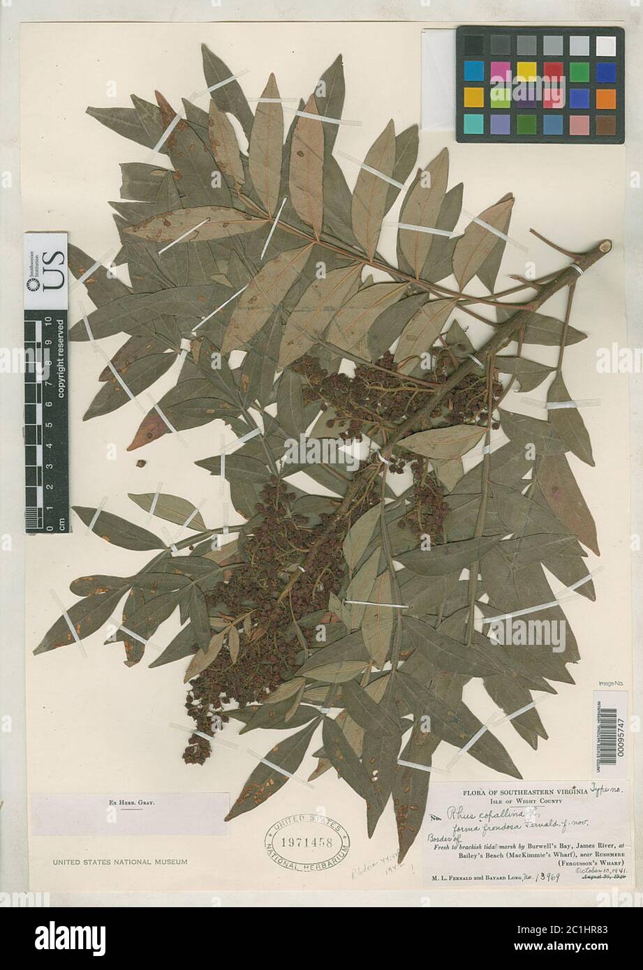 Rhus copallinum f frondosa Fernald Rhus copallinum f frondosa Fernald. Stockfoto Rhus copallinum f frondosa Fernald Rhus copallinum f frondosa Fernald. Stockfoto