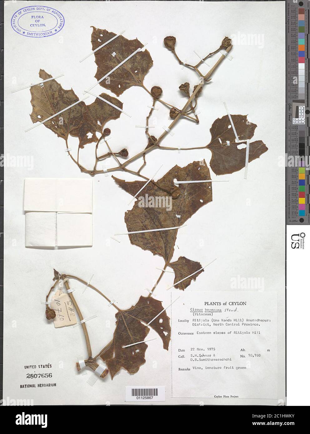 Cissus heyneana Steud Cissus heyneana Steud. Stockfoto