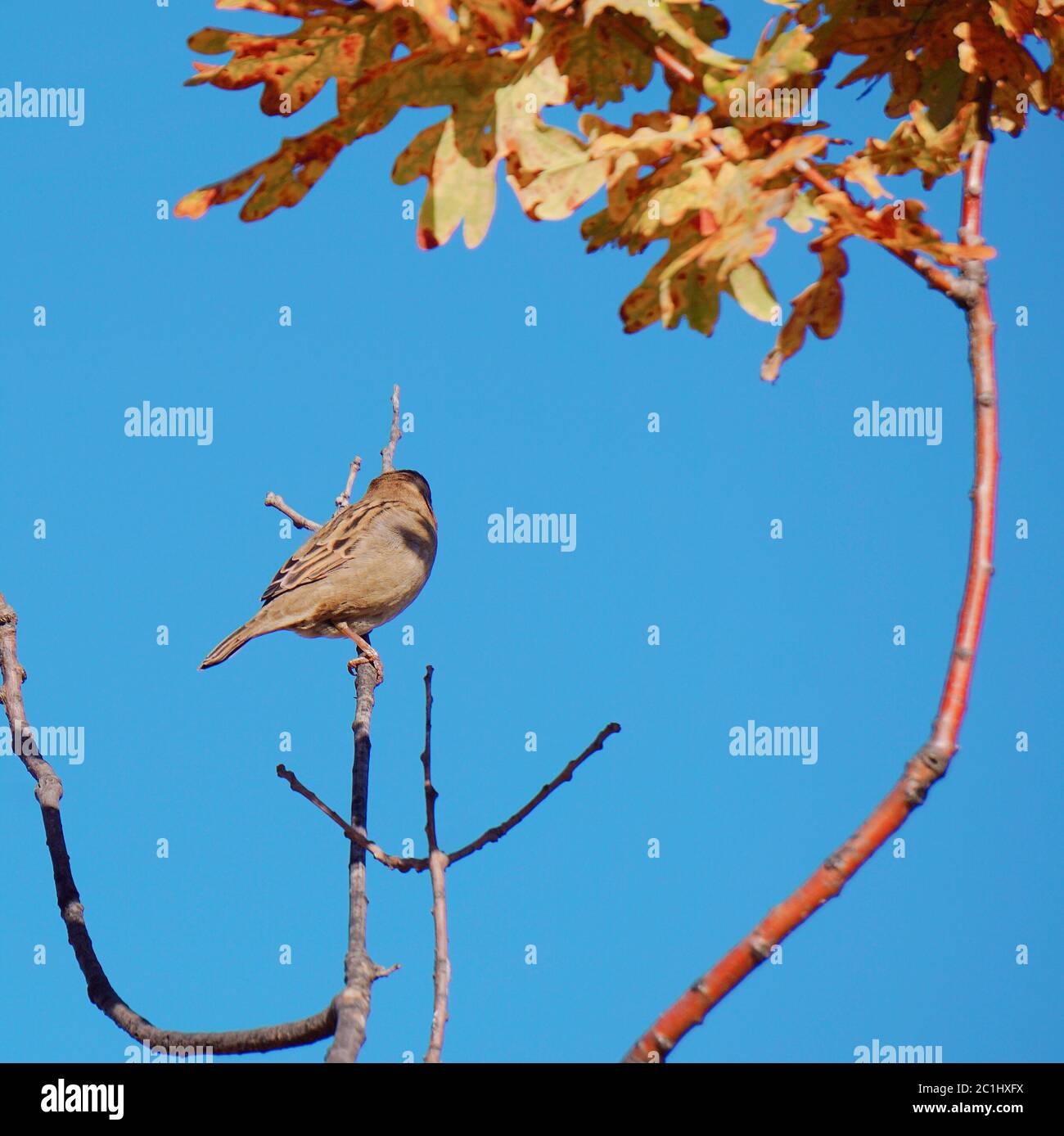 Vogel im park Stockfoto