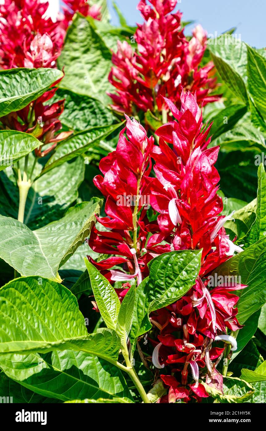 Megaskepasma erythrochlamys, die gemeinhin als Brasilianische roten Mantel. Dies ist eine auffällige Pflanze mit weißen Blüten auf auffälligen roten Hochblätter. Stockfoto