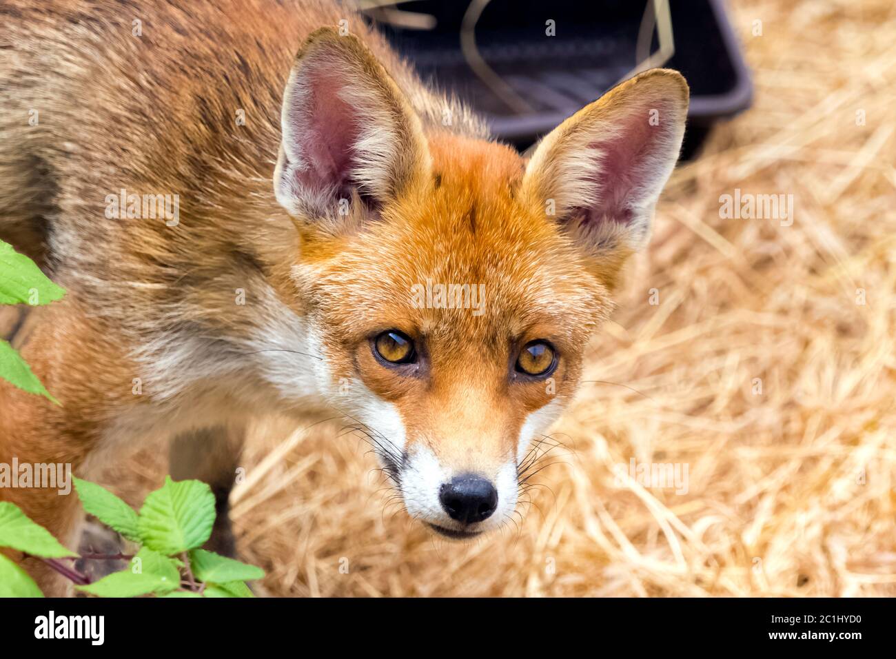 Europäischer Rotfuchs (Vulpes vulpes crucigera) in meinem Garten - London, Vereinigtes Königreich Stockfoto
