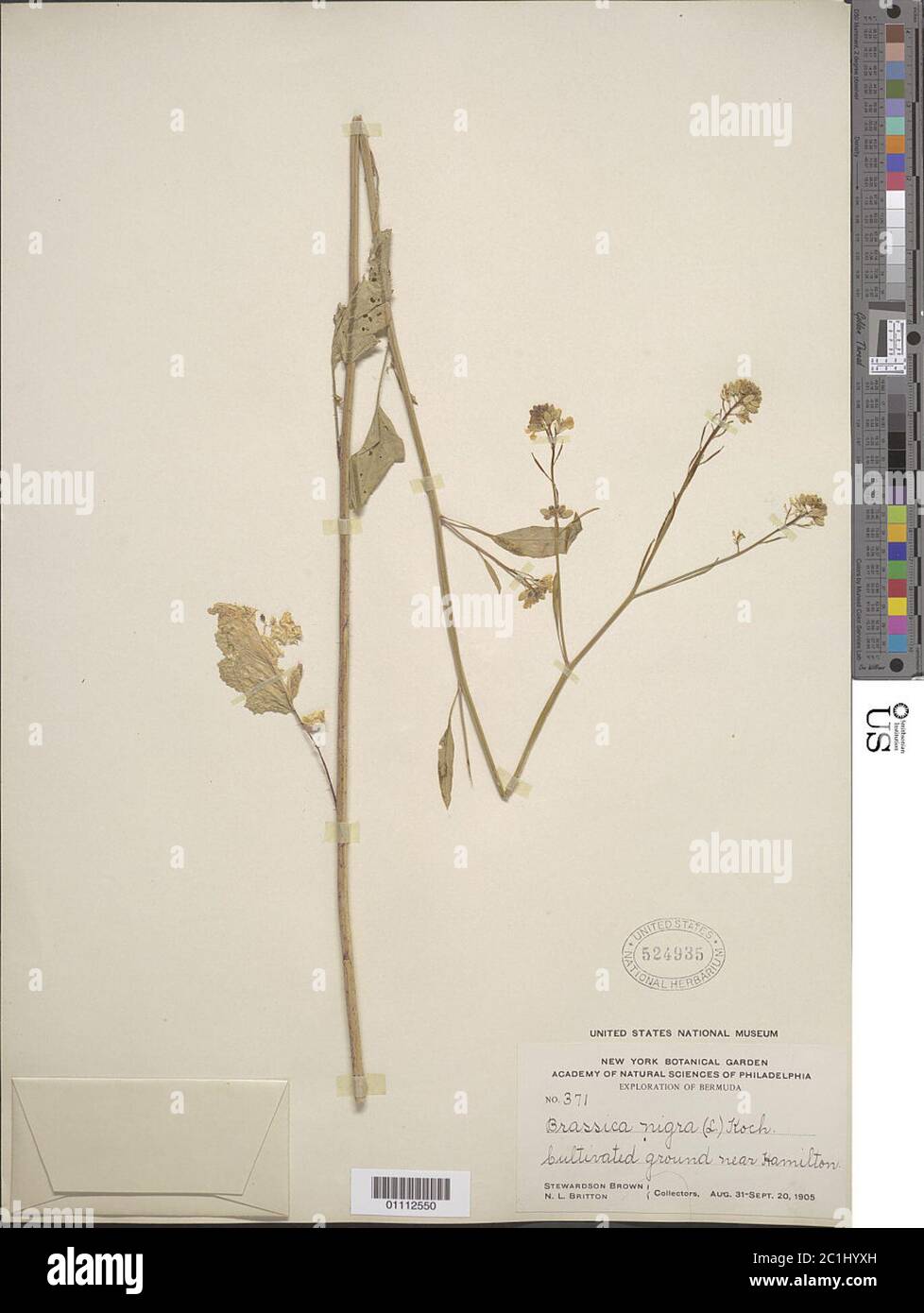 Brassica nigra L WDJ Koch Brassica nigra L WDJ Koch. Stockfoto