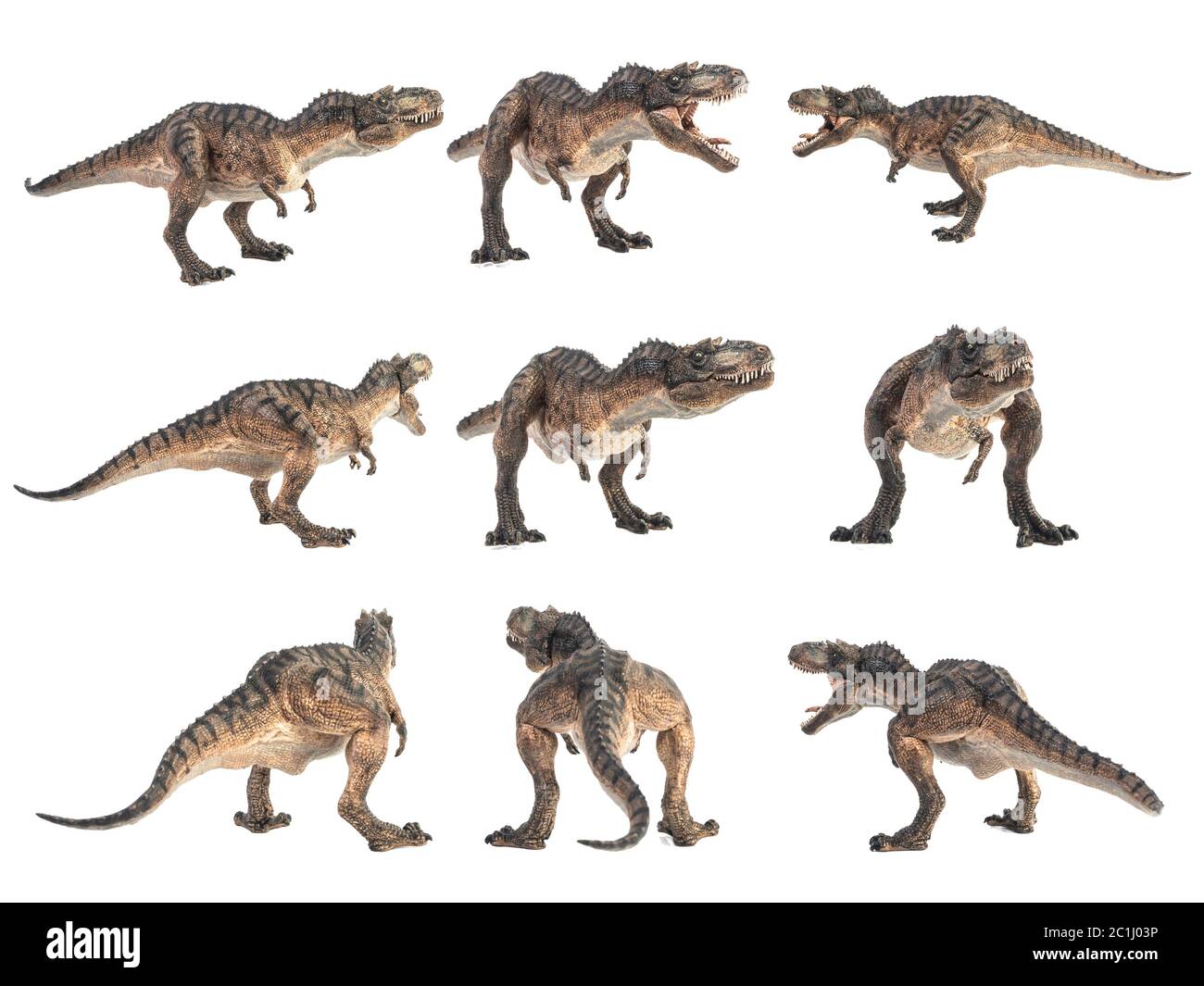 Gorgosaurus Dinosaurier auf weißem Hintergrund. Stockfoto