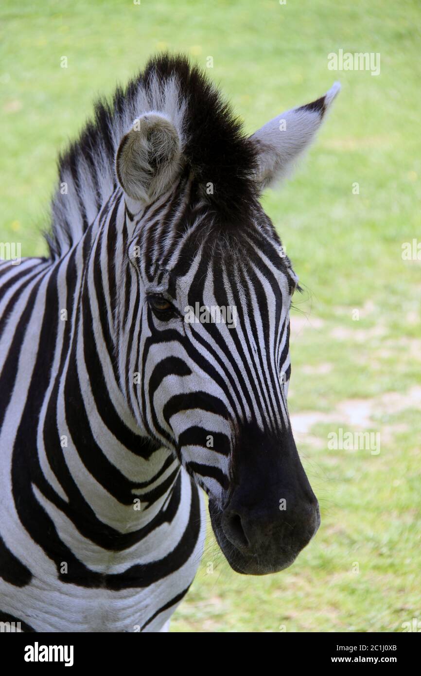 Leitende Studie Steppenzebra Equus quagga Stockfoto