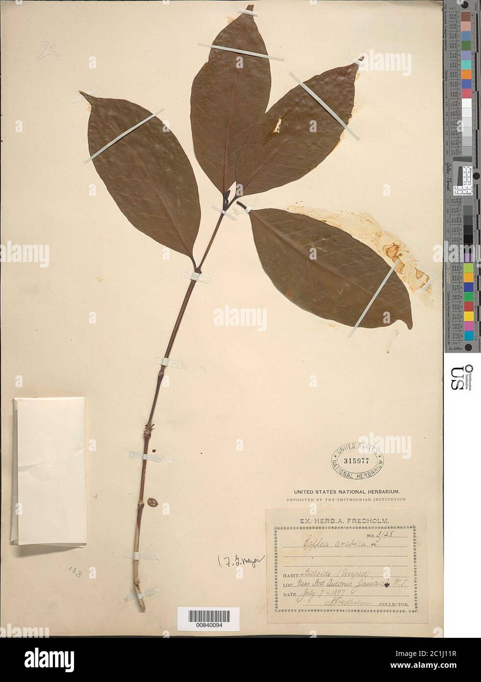 Coffea arabica L Coffea arabica L. Stockfoto