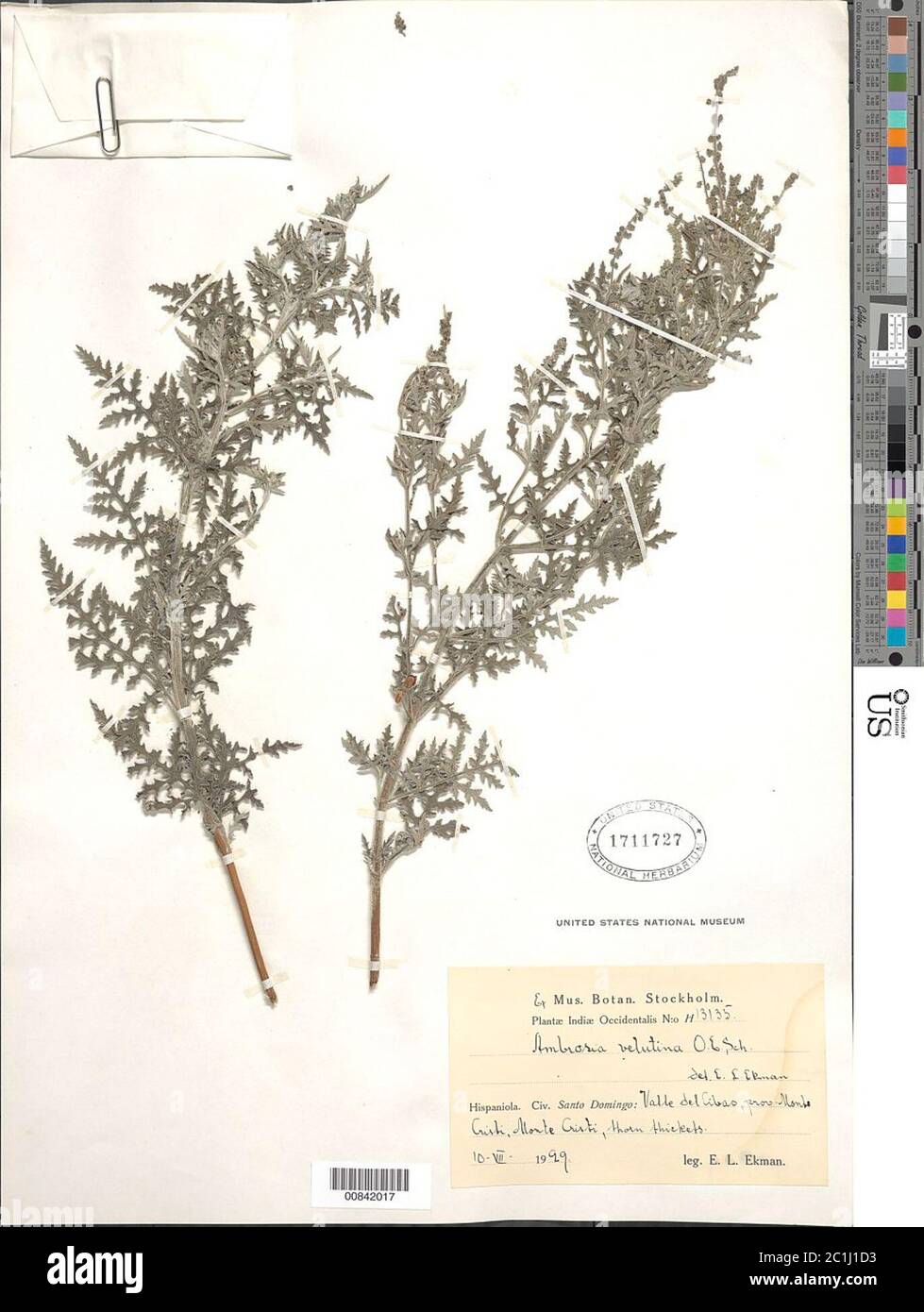 Ambrosia velutina OE Schulz Ambrosia velutina OE Schulz. Stockfoto