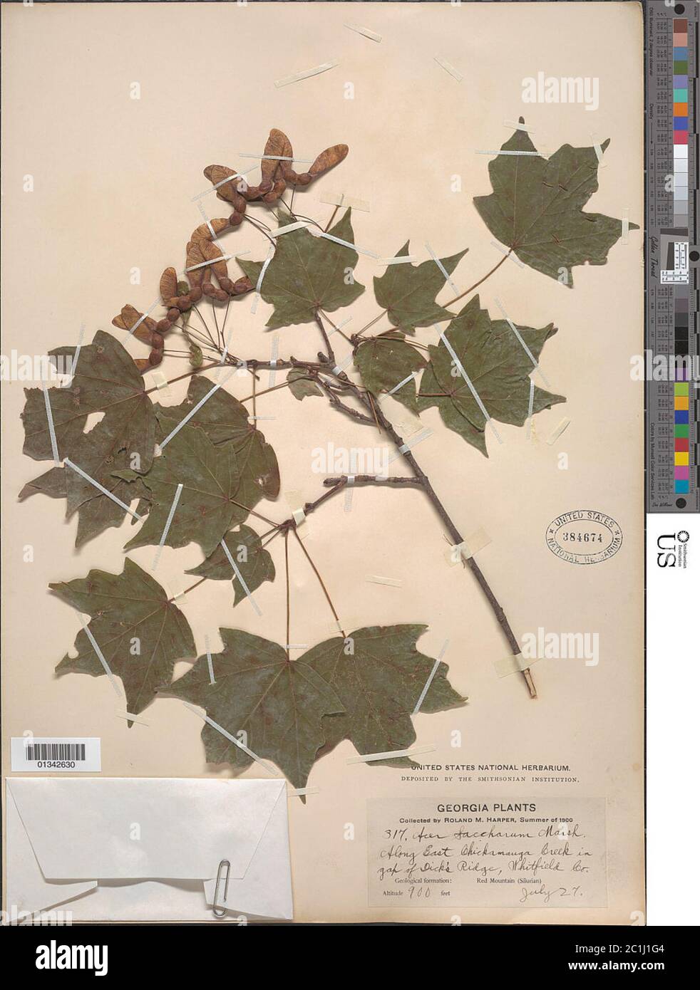 Acer saccharum Marshall Acer saccharum Marshall. Stockfoto