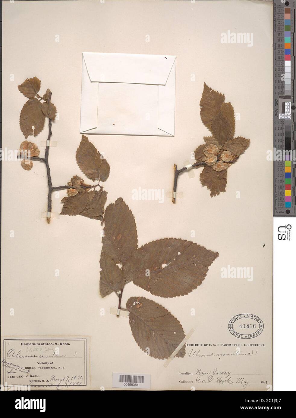 Ulmus glabra Huds Ulmus glabra Huds. Stockfoto