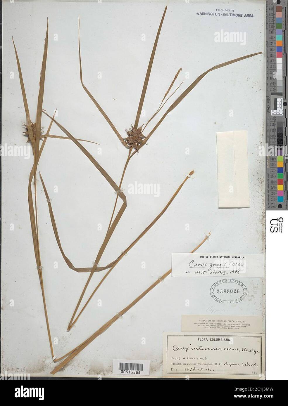 Carex greyi J Carey Carex greyi J Carey. Stockfoto