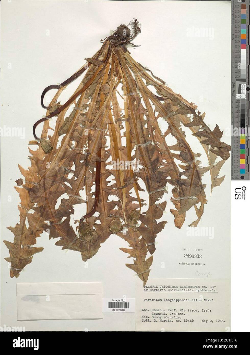 Taraxacum longeappendiculatum Nakai Taraxacum longeappendiculatum Nakai. Stockfoto