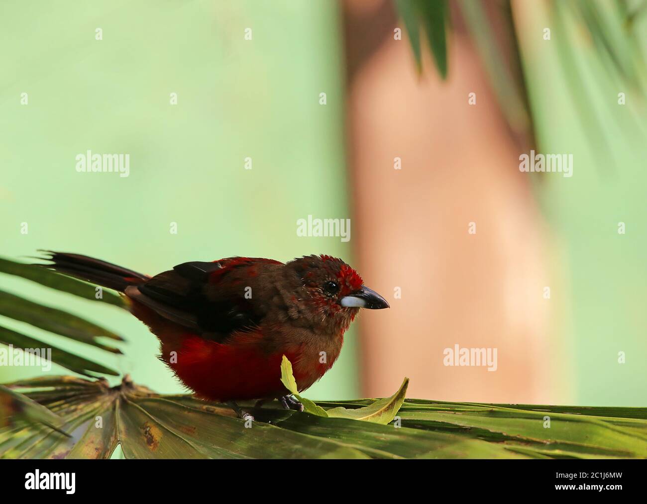 Purpurtangare auch Brasiltangare Ramphocelus bresilus Stockfoto