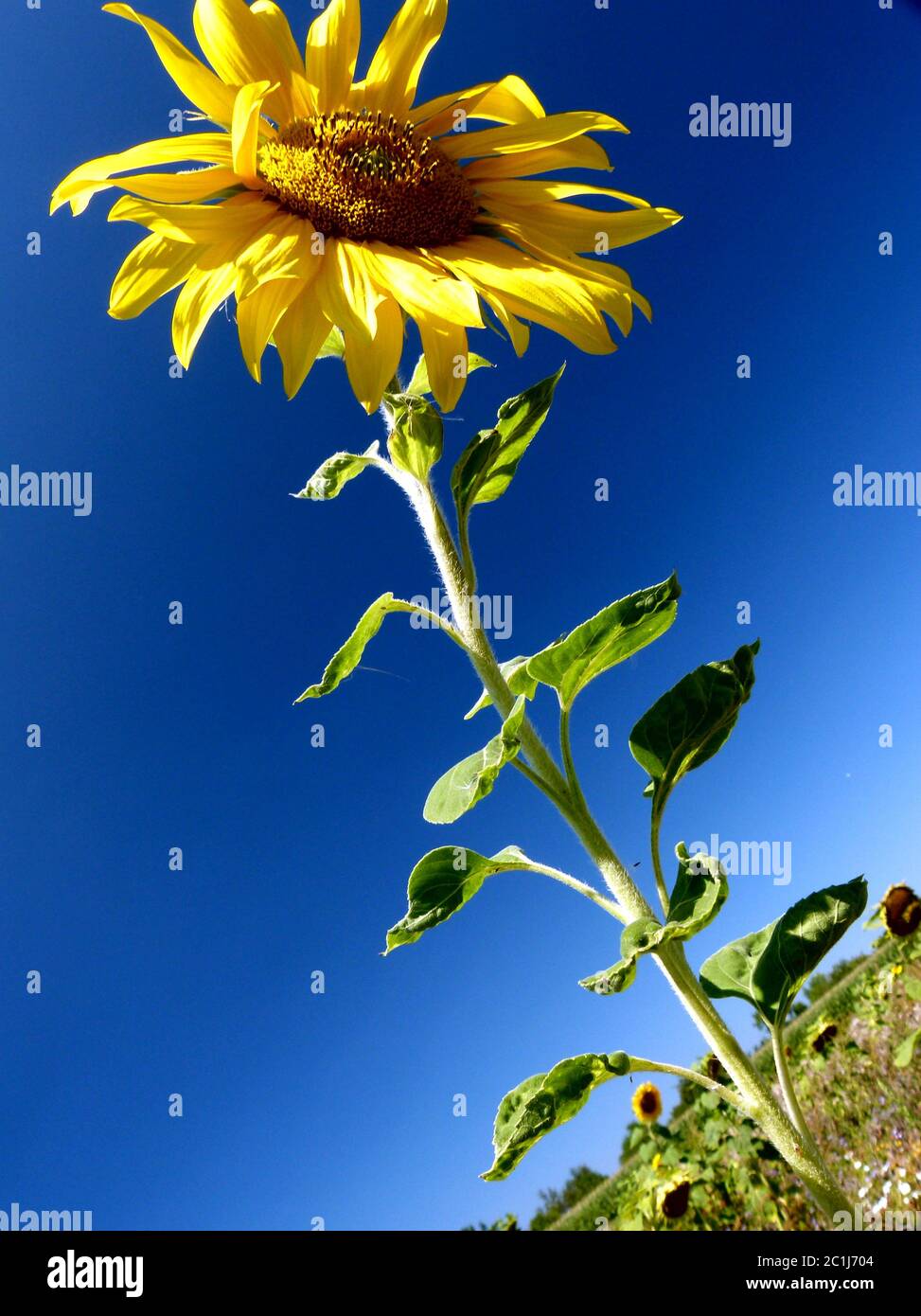 Schöne Sonnenblume in hellgelb gegen dunkelblauen Himmel Stockfoto