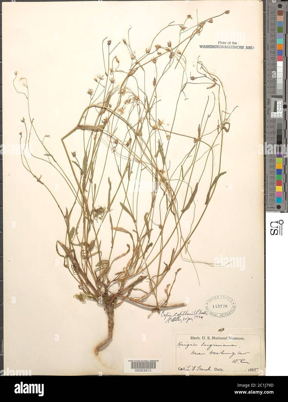 Crepis capillaris L Wallr Crepis capillaris L Wallr. Stockfoto