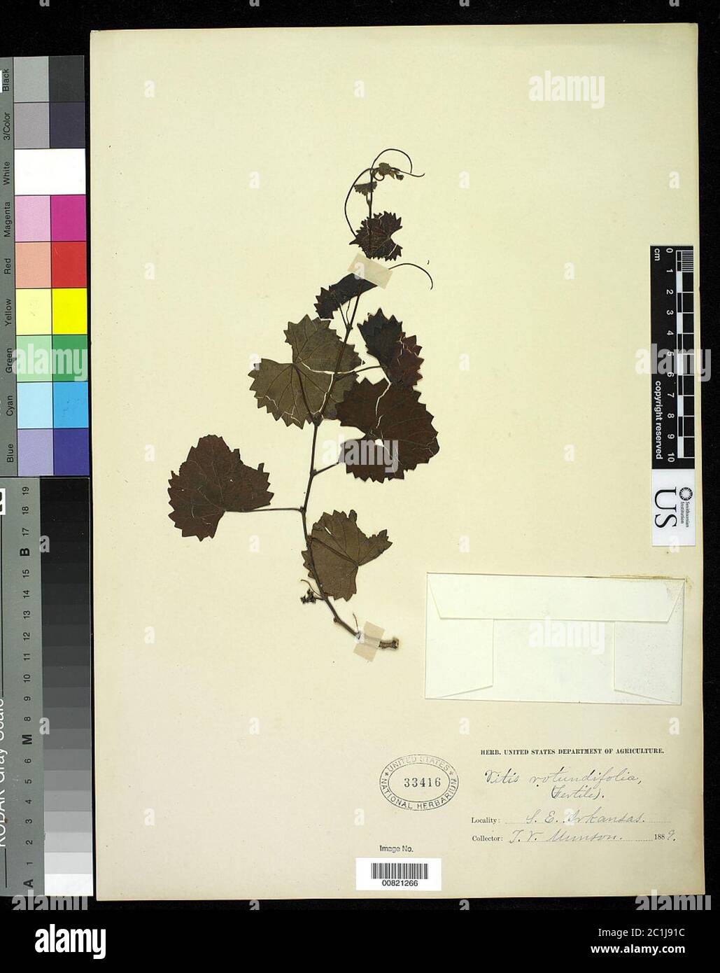 Vitis rotundifolia Michx Vitis rotundifolia Michx. Stockfoto