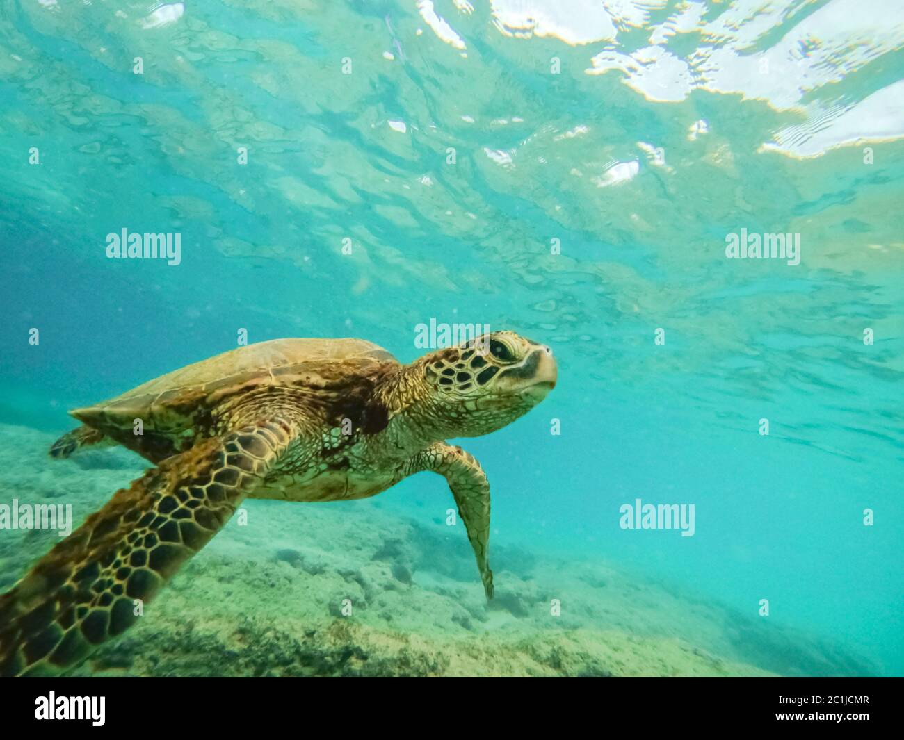 Unterwasserfoto der grünen Meeresschildkröte über dem Korallenriff Stockfoto