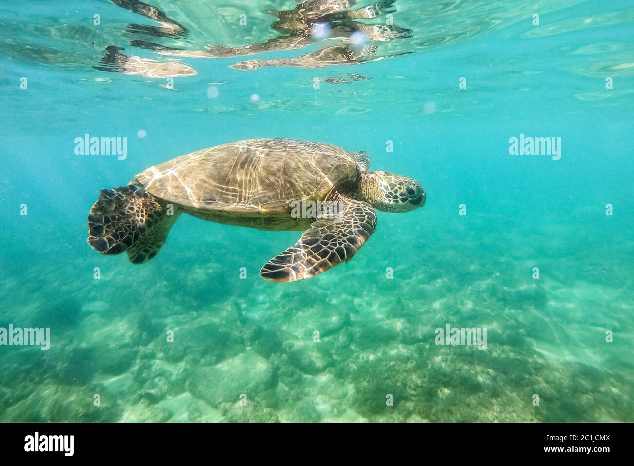 Unterwasserfoto der grünen Meeresschildkröte über dem Korallenriff Stockfoto