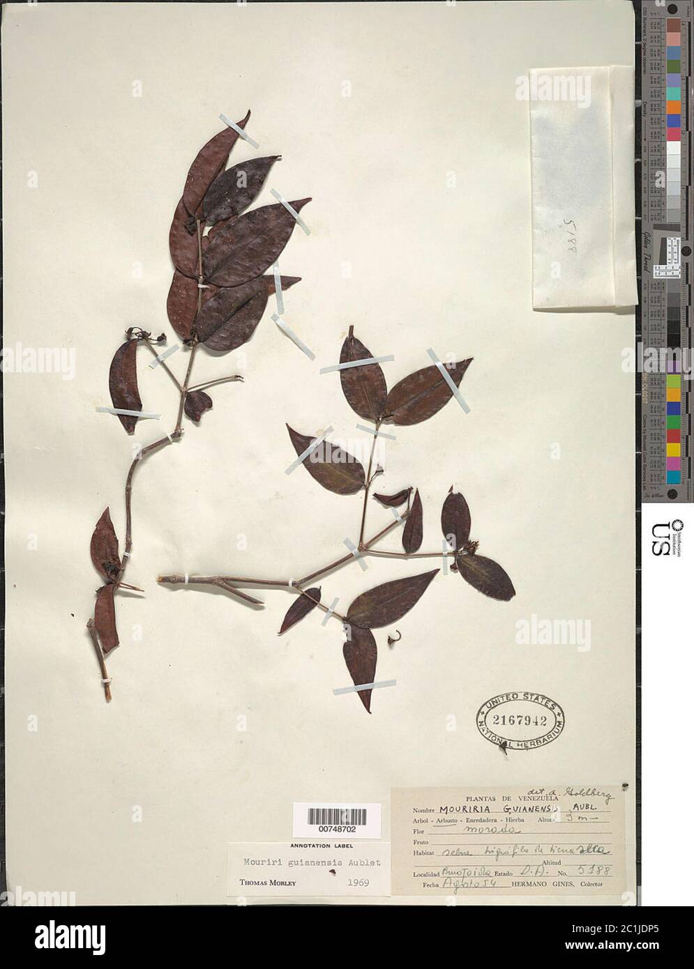 Mouriri guianensis Aubl Mouriri guianensis Aubl Stockfotografie Alamy