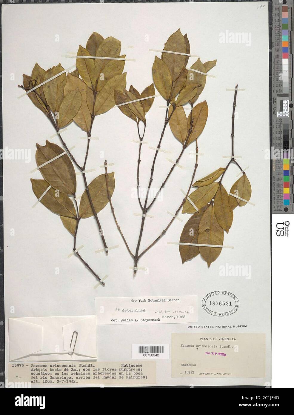 Faramea orinocensis Standl Faramea orinocensis Standl. Stockfoto