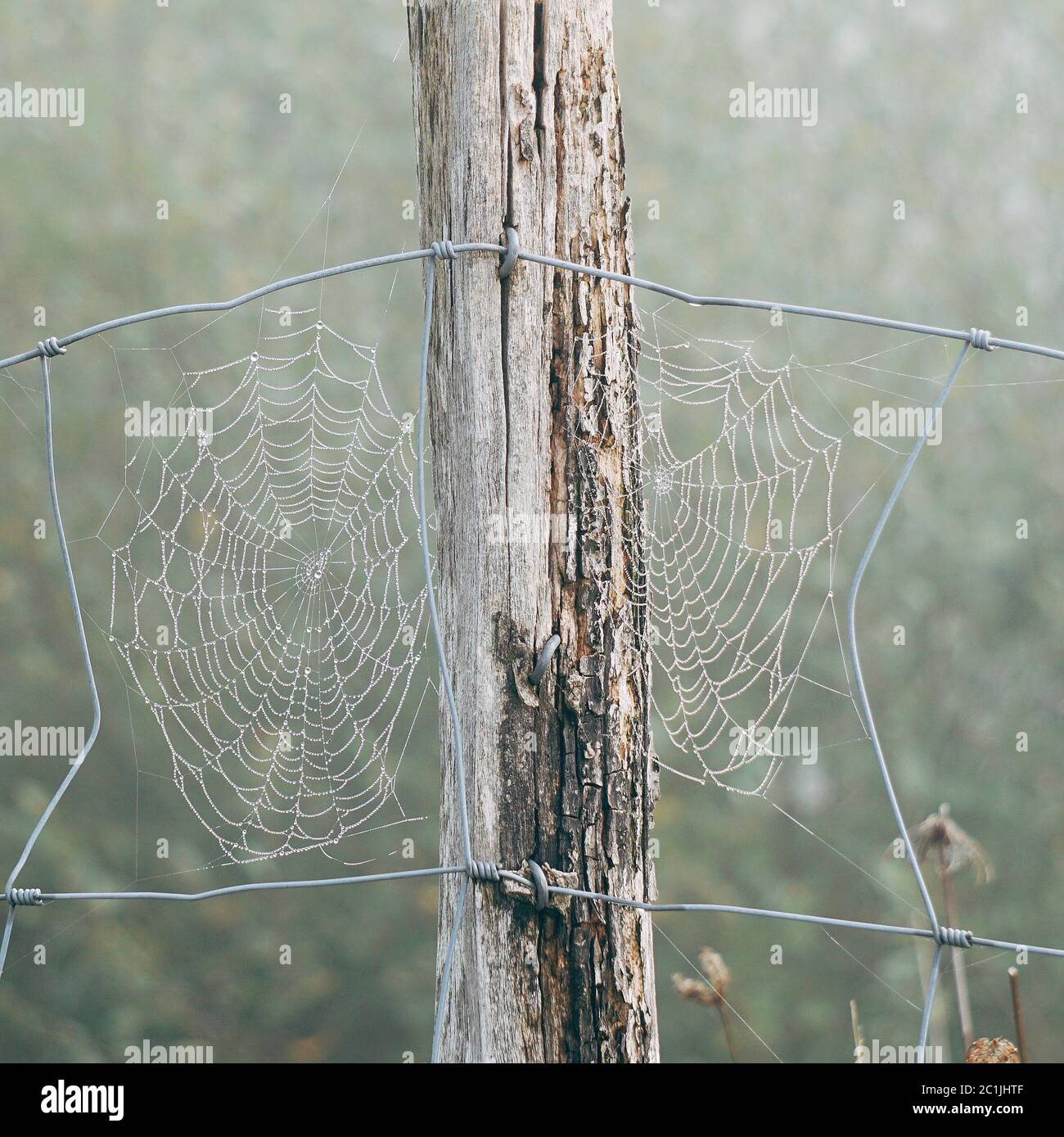 spinnennetz auf dem Drahtzaun Stockfoto