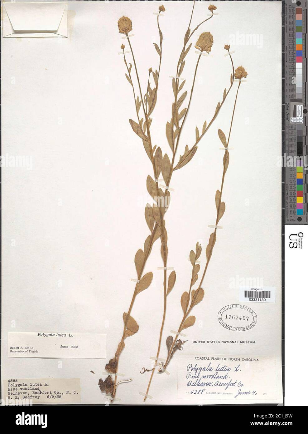 Polygala lutea L Polygala lutea L. Stockfoto