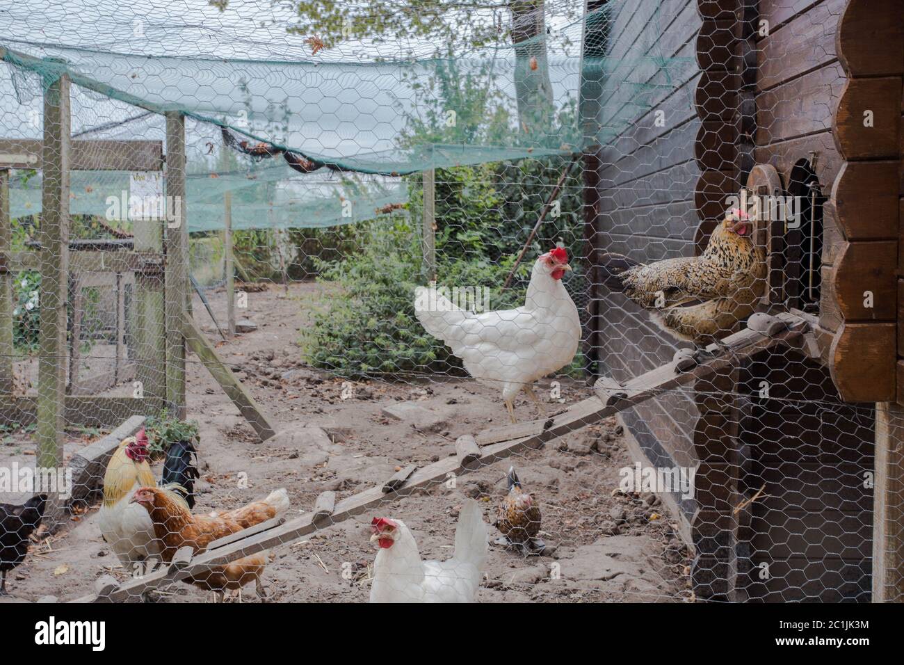 Hühnerstall im Hinterhof in Wohngebiet, Henne in einem Hof Stockfoto