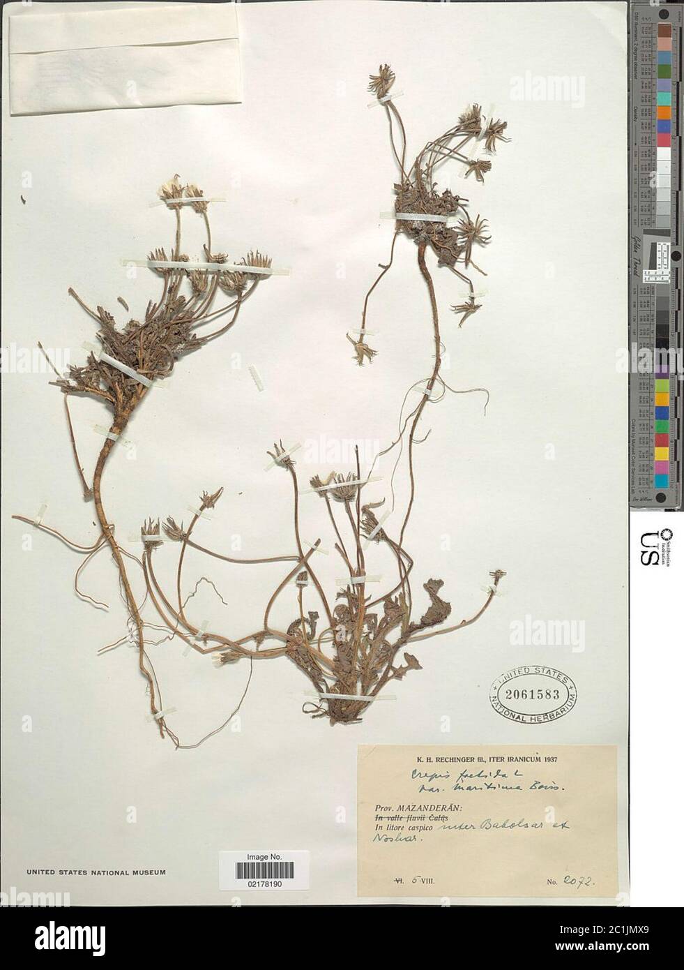 Crepis foetida L Crepis foetida L. Stockfoto