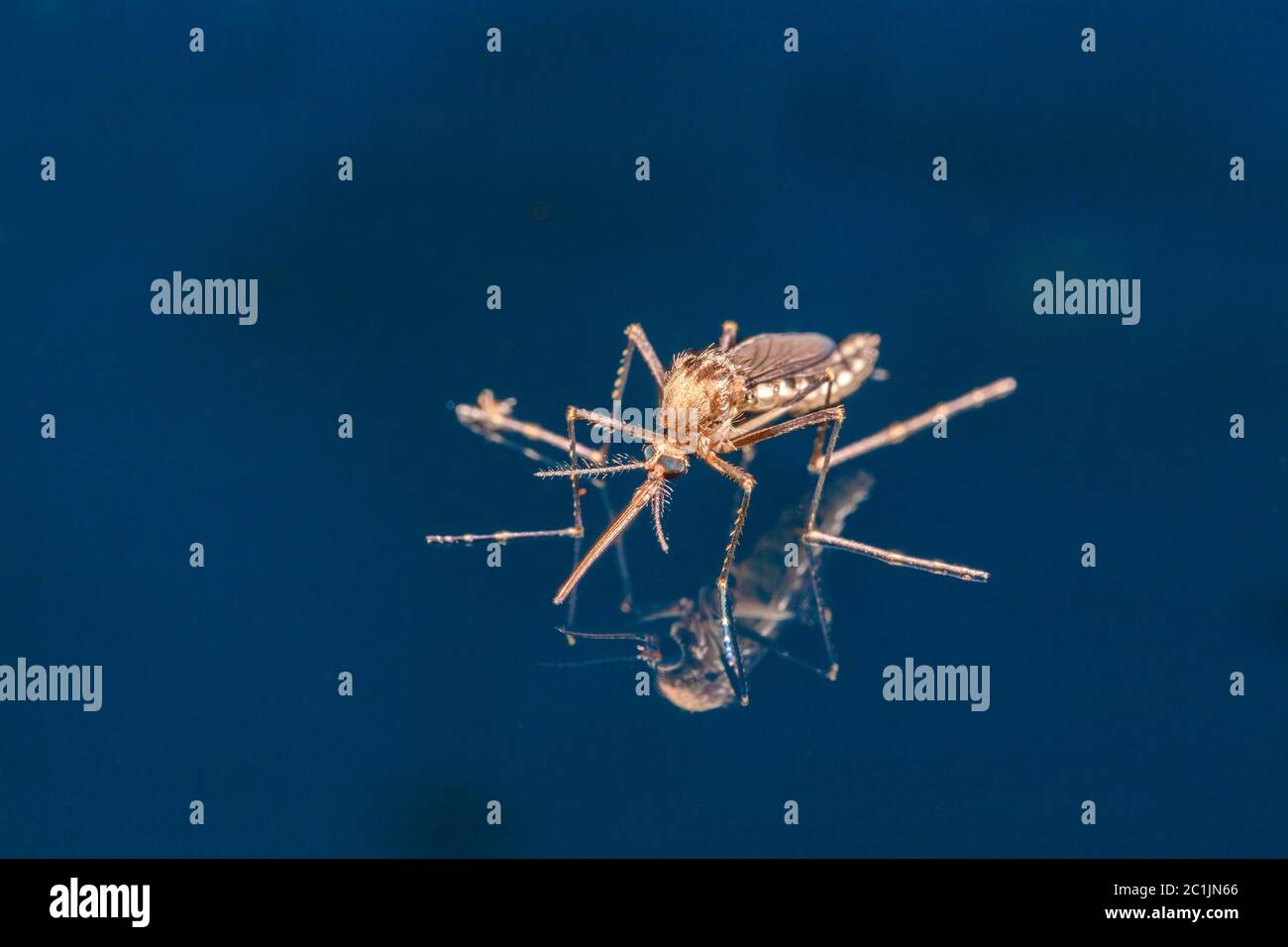 Erwachsene Moskito über Wasser - neugeborene Insektendiptera fliegen Stockfoto