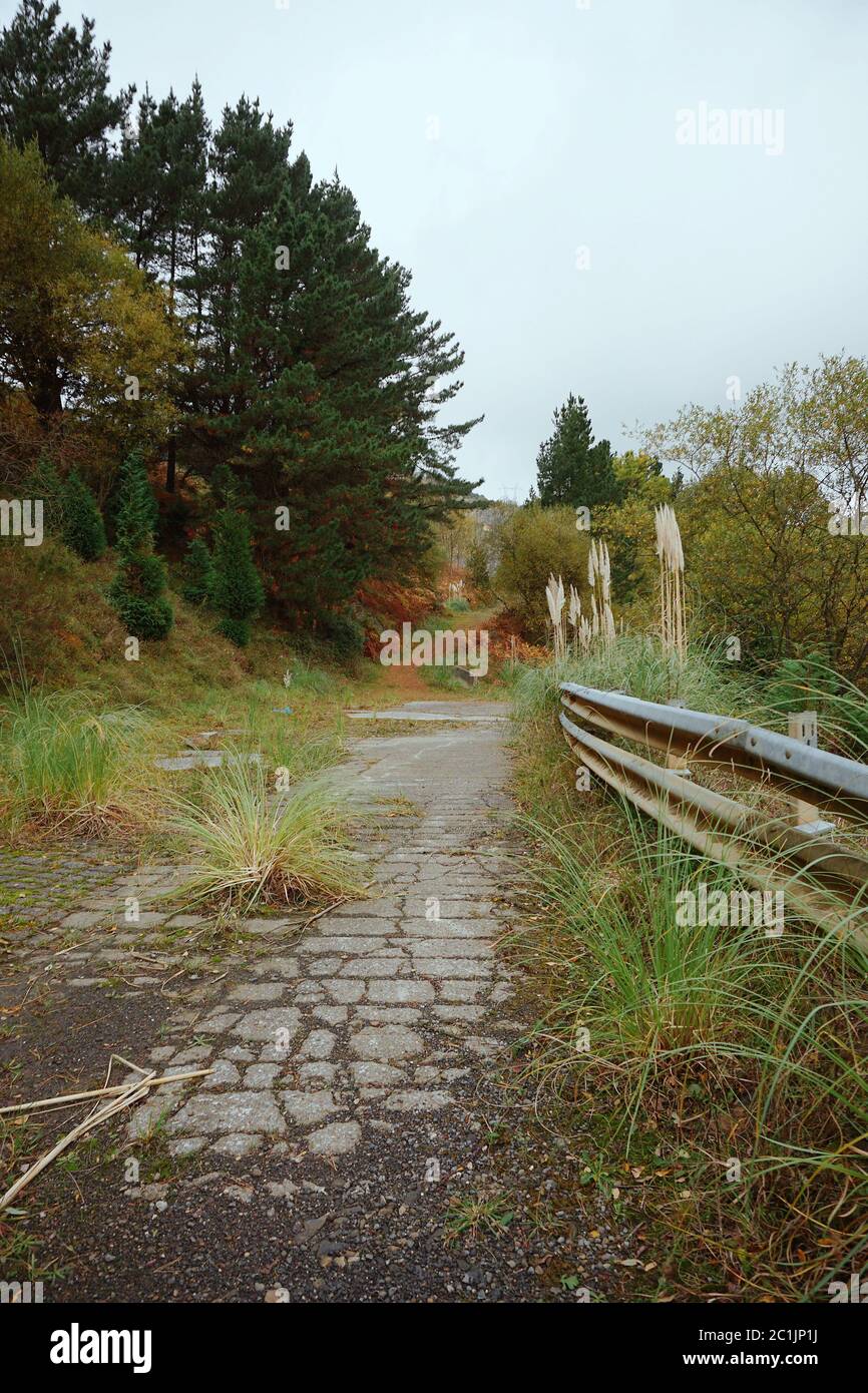 Bäume in den Bergen Stockfoto