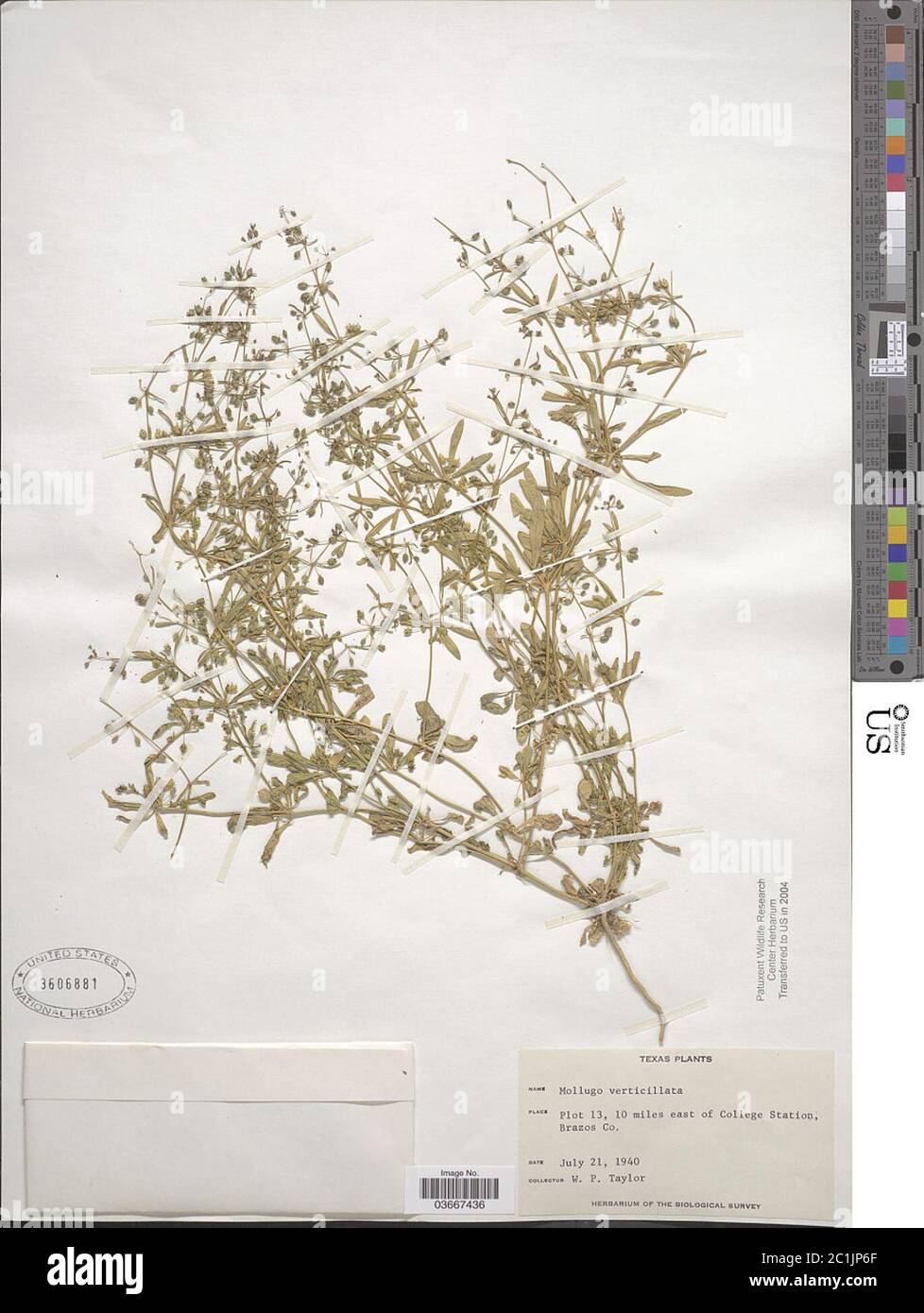 Mollugo verticillata L Mollugo verticillata L. Stockfoto