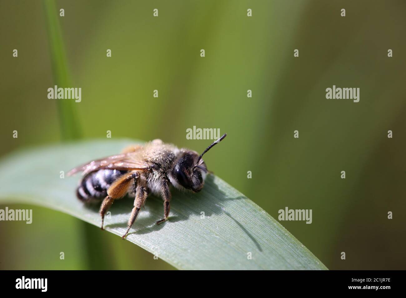 Sandbiene Andrena aufgenommen in Bickensohl auf dem kaiserlichen Stuhl Stockfoto
