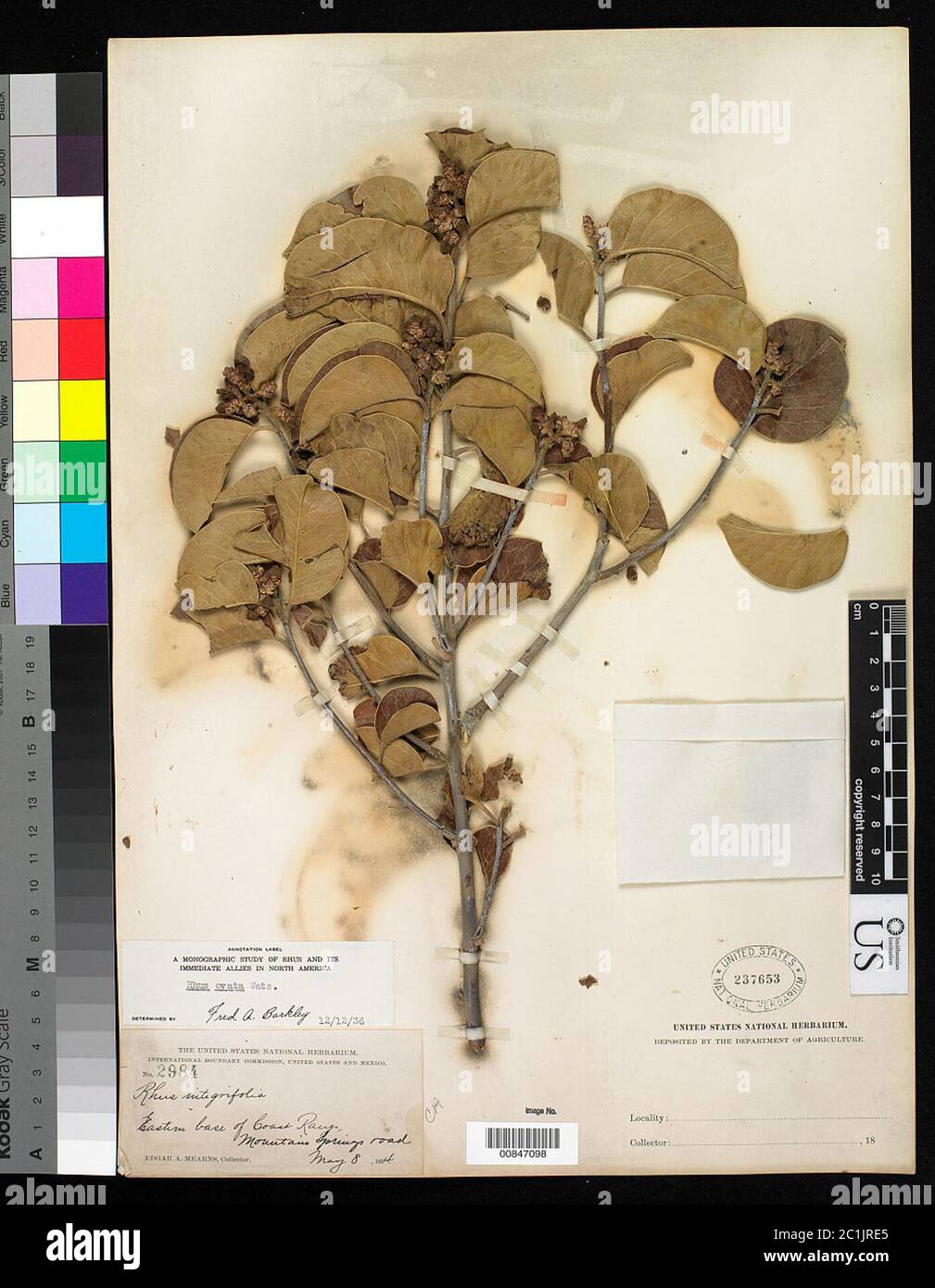 Rhus ovata S Watson Rhus ovata S Watson. Stockfoto Rhus ovata S Watson Rhus ovata S Watson. Stockfoto
