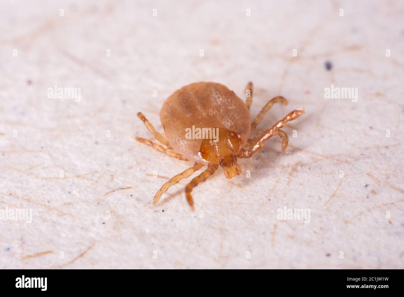 Häkchen in weißem Hintergrund Stockfoto