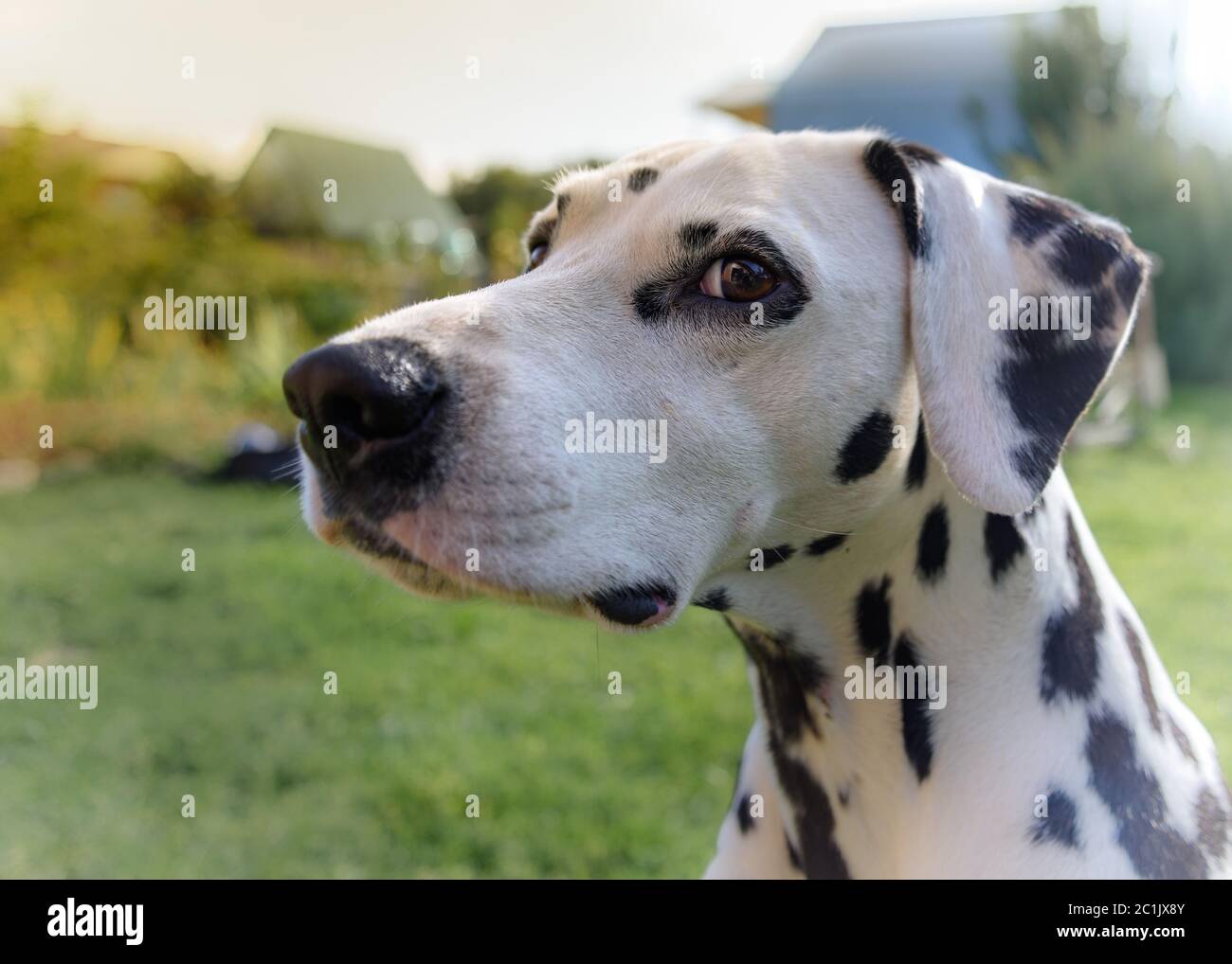 Erwachsener Hund Dalmatiner Nahaufnahme auf der Straße Stockfoto