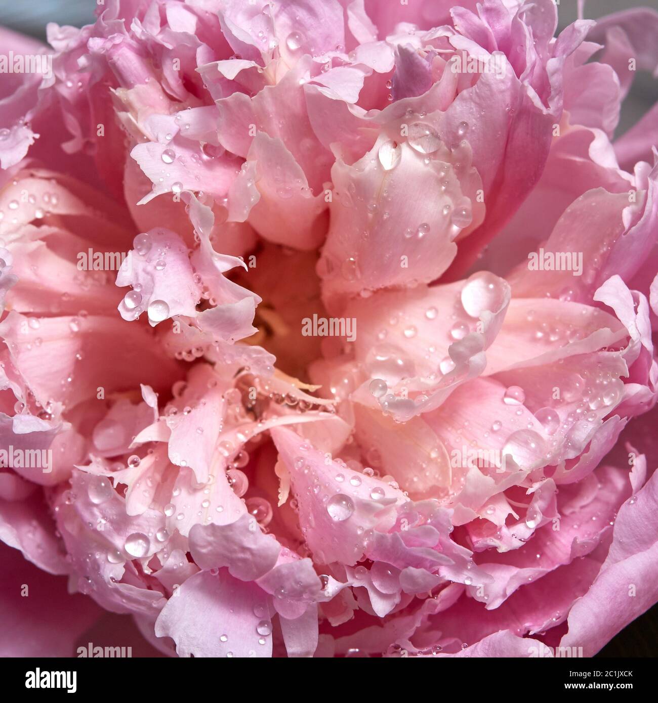 Makrofoto eines schönen zarten Blütenblättern einer rosa Pfingstrose mit transparenten Wassertropfen. Natürlicher floraler Hintergrund. Draufsicht Stockfoto