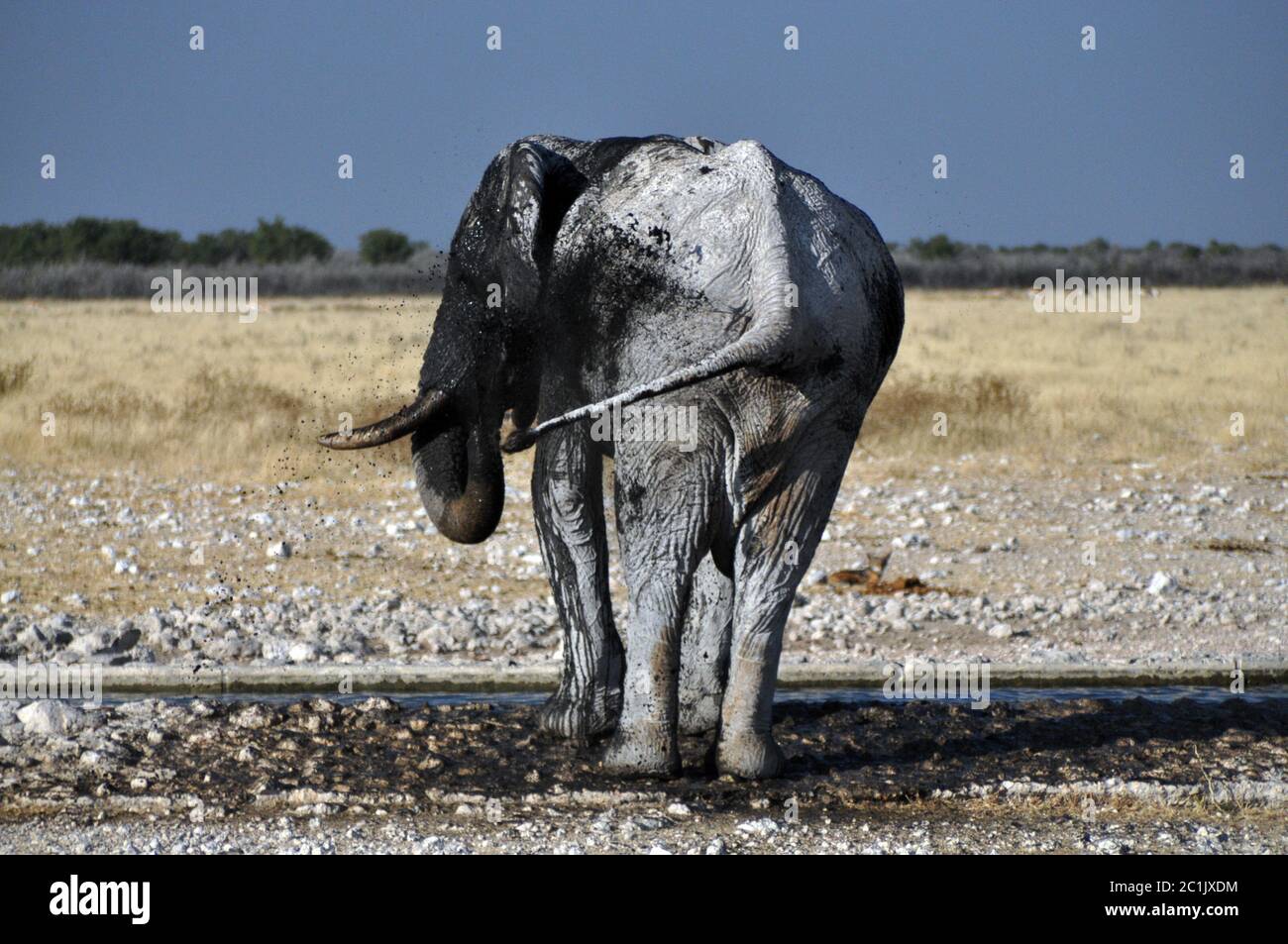 Elefant Stockfoto