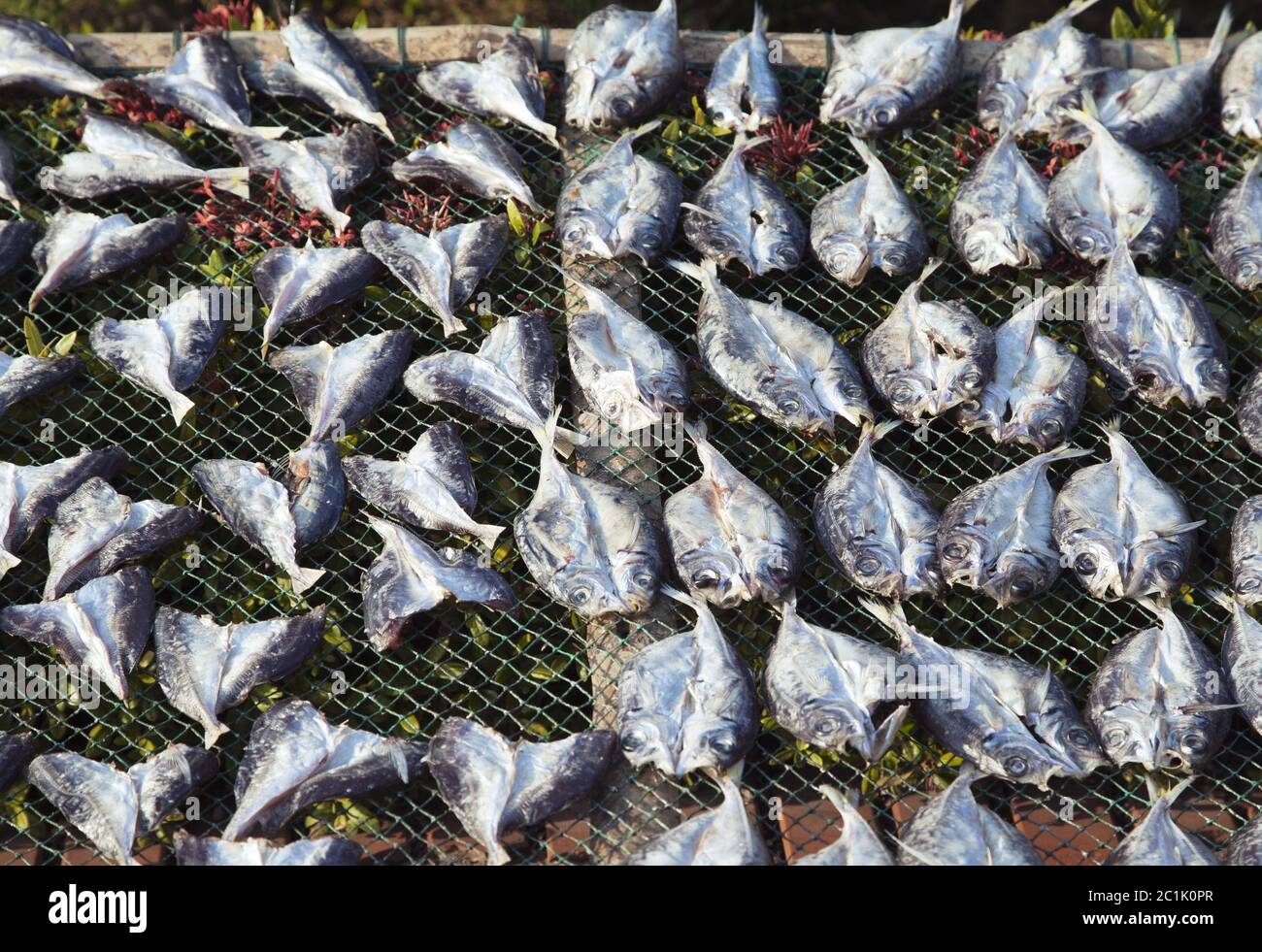 An der Sonne getrockneter Fisch Stockfoto