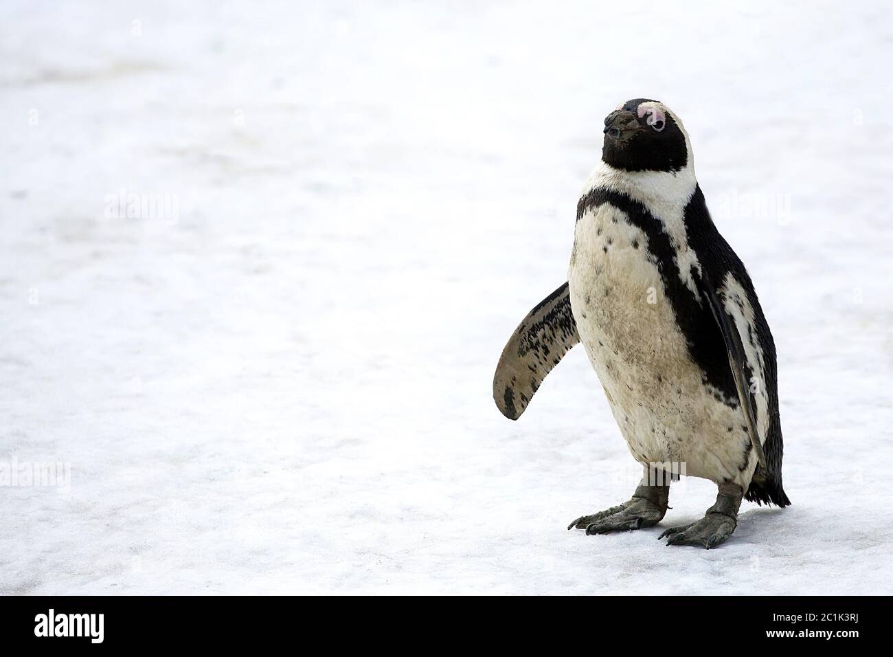 Pinguin auf dem Schnee Stockfoto