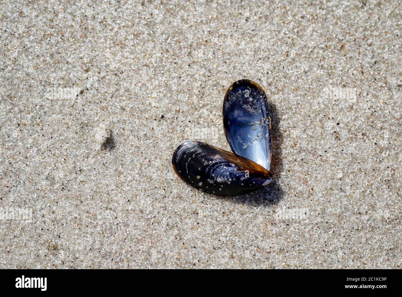 Muscheln, Seepocken am Strand Stockfoto