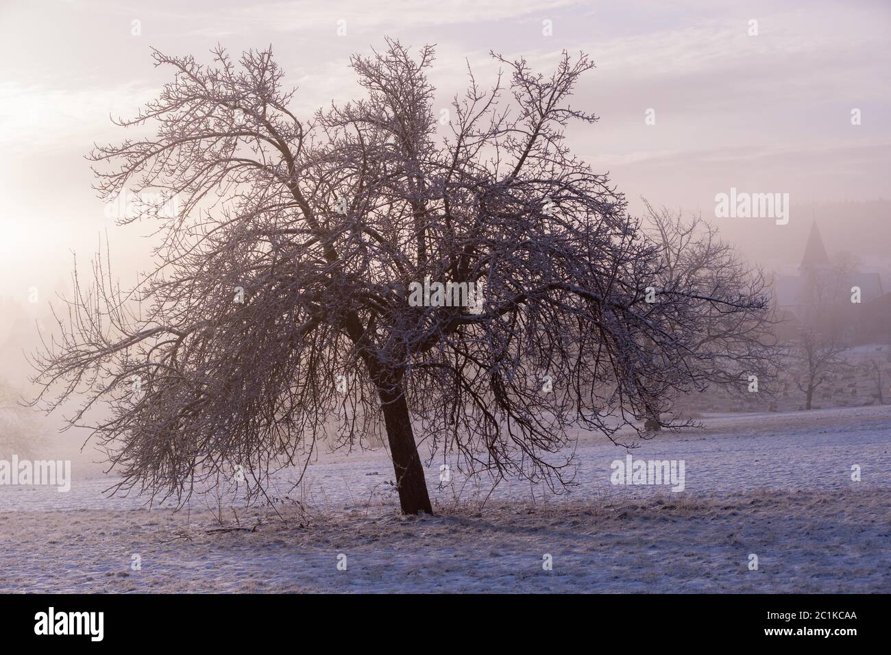 Pear Tree an einem nebligen Morgen im Winter Stockfoto