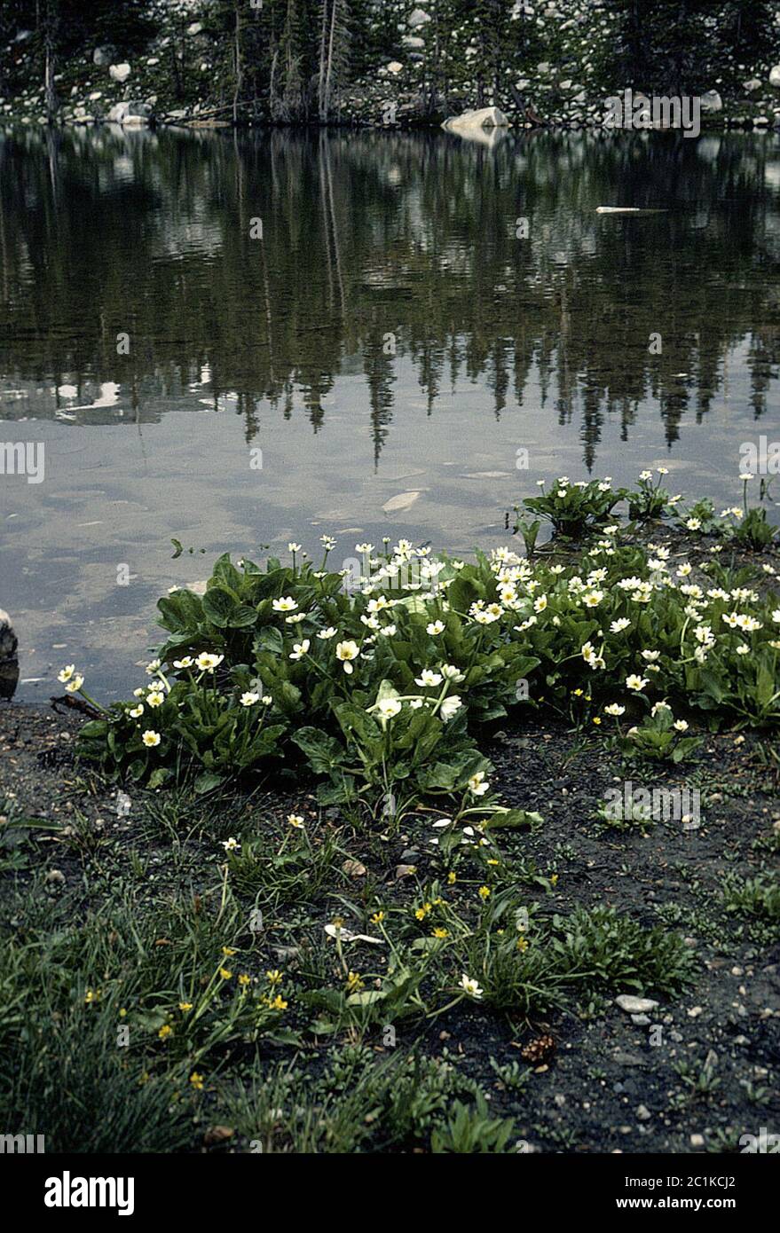 Caltha leptosepala DC Caltha leptosepala DC. Stockfoto