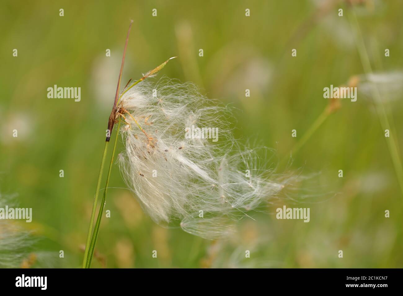 Makro aus einem Eriophorum (Baumwollgras, Baumwollgras oder Baumwollsedge) Stockfoto