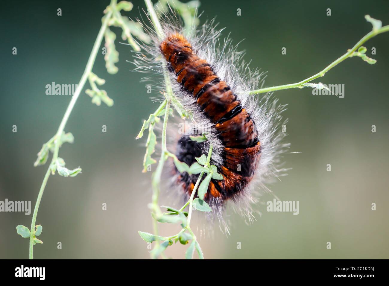 Caterpillar des Black moth Stockfoto