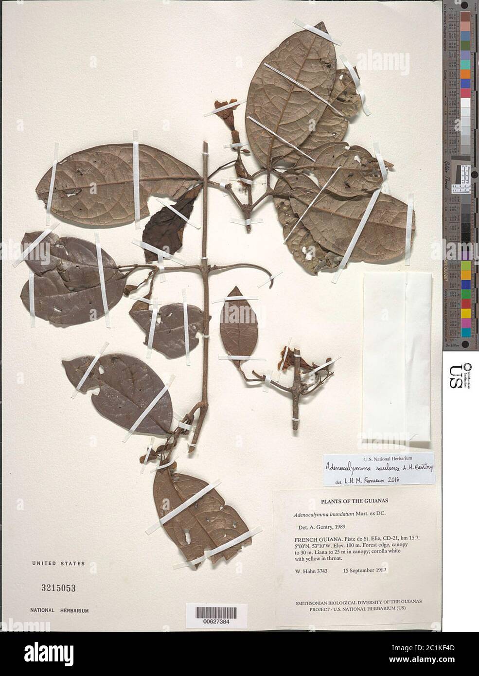 Adenocalymma inundatum Mart ex DC Adenocalymma inundatum Mart ex DC. Stockfoto
