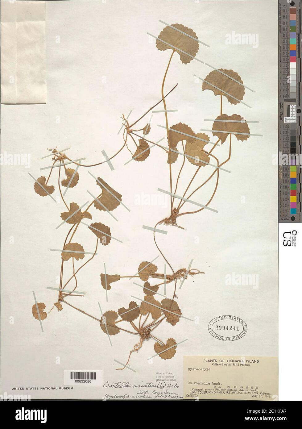 Centella asiatica L Urb Centella asiatica L Urb. Stockfoto