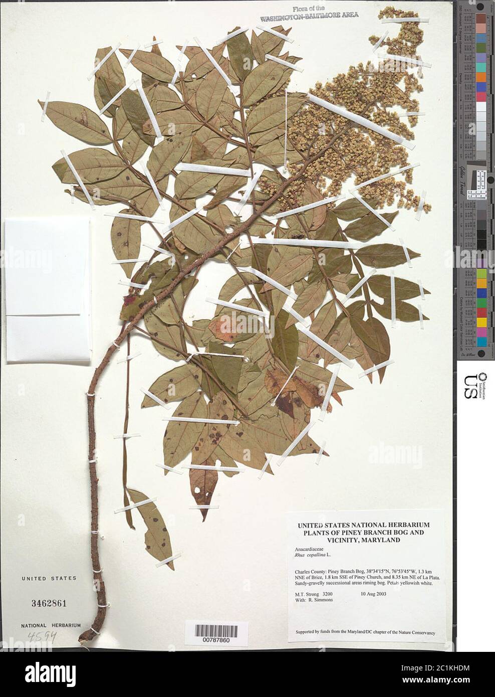 Rhus copallinum L Rhus copallinum L. Stockfoto Rhus copallinum L Rhus copallinum L. Stockfoto