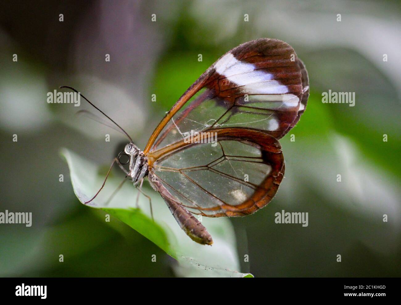 Schmetterling mit Glasflügel Stockfoto