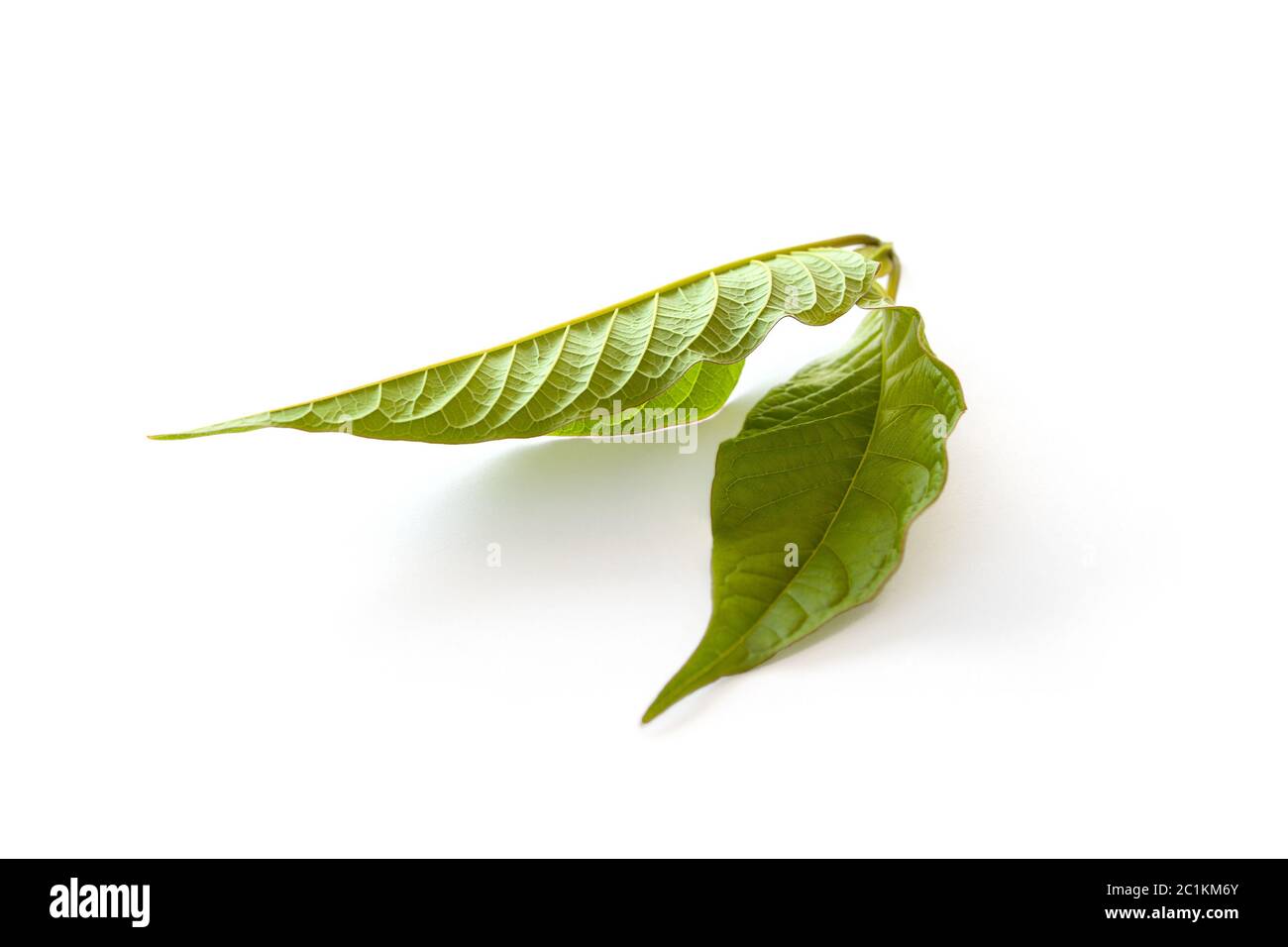 Kratom Blätter. Stockfoto