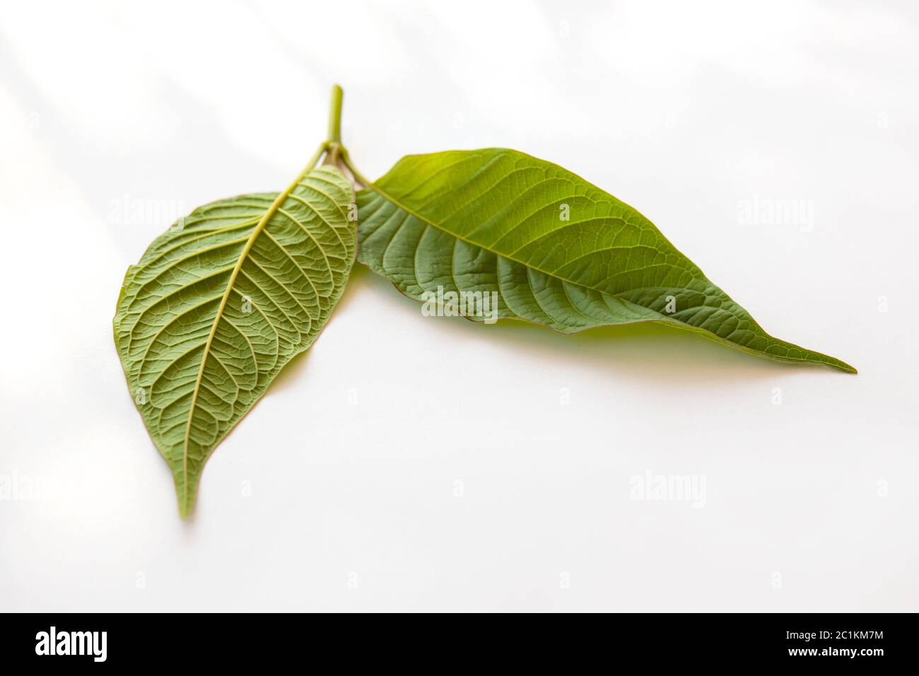 Kratom Blätter. Stockfoto